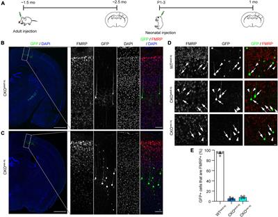 The effect of single-cell knockout of Fragile X Messenger Ribonucleoprotein on synaptic structural plasticity